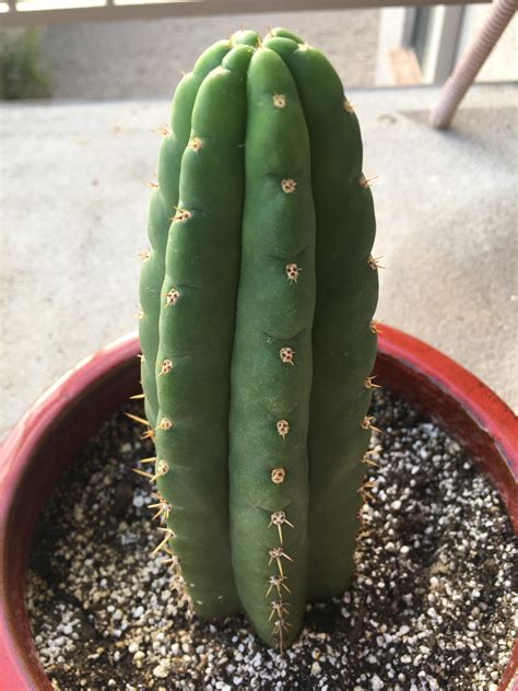 Does this cactus contain mescaline? : r/mescaline