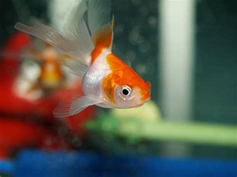 Pregnant Goldfish? What to Look For & What to Do • (Guide)