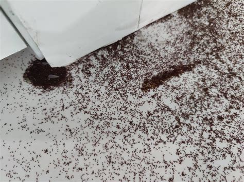 Are these termite droppings? - DoItYourself.com Community Forums