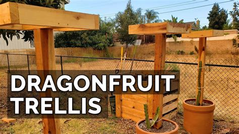 Epic Gardening - How to Build a Dragon Fruit Trellis and Plant Your First Dragon Fruit Cutting