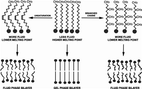 Effect of unsaturation and branched chains on lipid fluidity. The top ...