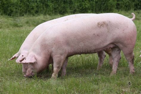 Duroc Breed Pigs Graze on Pasture at Animal Farm Stock Image - Image of eating, boar: 100383031