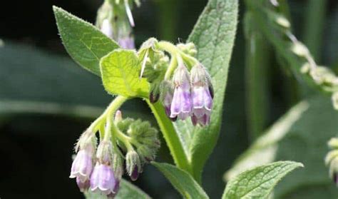 Comfrey Herb Uses, Health Benefits and Side Effects