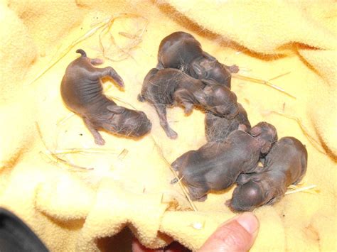 Rabbit Care: Newborn Bunnies - AT HOME PETS