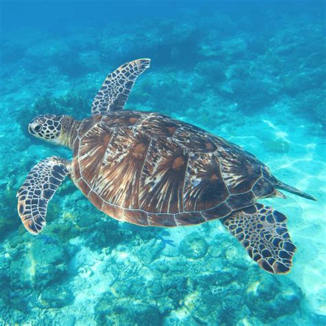 Honokeana Bay is a lesser known location for swimming with sea turtles ...