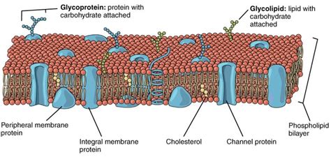 Fluid Mosaic Model Of Plasma Membrane Simple Diagram Fluid M