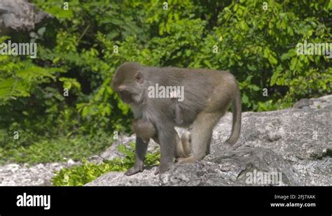 Jungle family Stock Videos & Footage - HD and 4K Video Clips - Alamy