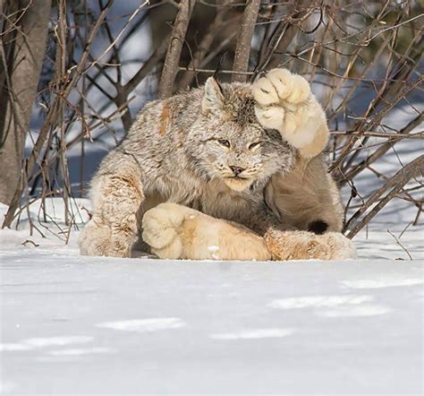 A Canada Lynx. Look at the size of those paws. | Rebrn.com