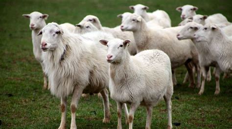 11 Best Sheep Breeds for Meat Production