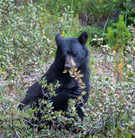 Kananaskis, Alberta Wildlife -- Wildlife in photography-on-the.net forums