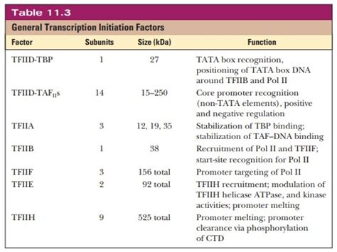 Transcription in Eukaryotes