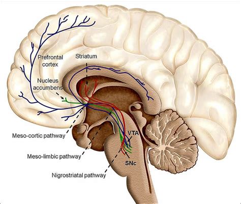 Is Dopamine to Blame For Our Addictions? - Neuroscience News