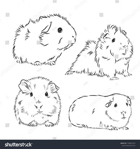 Guinea Pig Images: Browse 33,949 Stock Photos & Vectors Free Download with Trial | Shutterstock