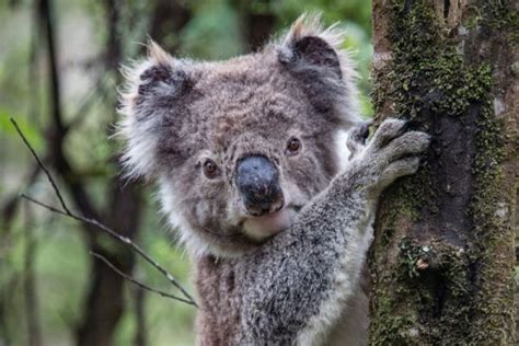 Australian Wildlife: 35+ Animals You Can See in Australia