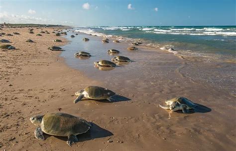 It's sea turtle season on the beaches of Tamaulipas