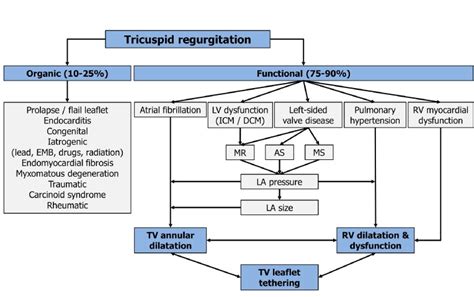 Treatment Options for Severe Functional Tricuspid Regurgitation