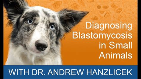 Diagnosing Blastomycosis In Small Animals | MiraVista Veterinary Diagnostics - YouTube