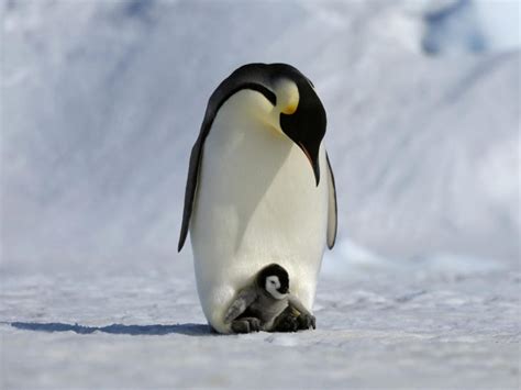 Here's Your First Look At Disneynature's Penguins! Waddling Into ...