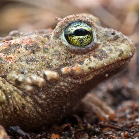 Stream Natterjack Toad Epidalea calamita by Wildlife Sound Recording Society | Listen online for ...