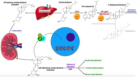 Vitamin D | Biosynthesis & the Vitamin D Receptor - YouTube