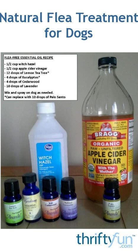 Natural Flea Treatment for Dogs | ThriftyFun