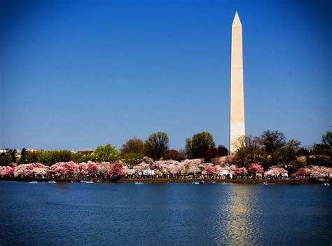 Washington Monument with Cherry Blossoms | Mike Boswell | Flickr