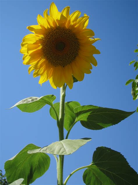 File:Sunflower Taleghan.jpg - Wikimedia Commons