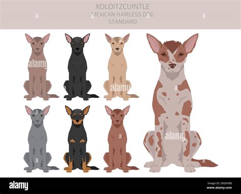 Xoloitzcuintle, Mexican hairless dog standard clipart. Different poses ...