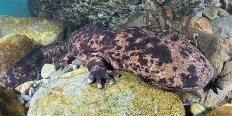 Snorkeling with Japanese Giant Salamanders in Japan.