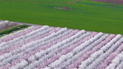 Almond Orchard – Bing Wallpaper Download