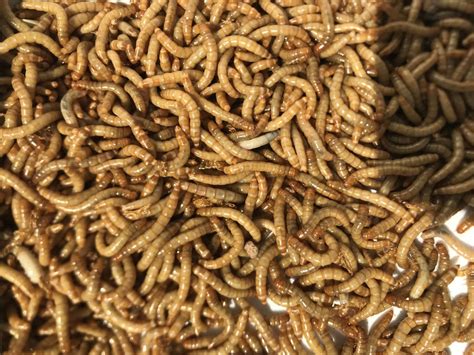 Yellow mealworm could be on the menu - New Food Magazine