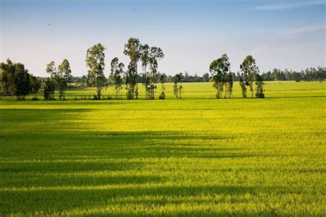 Vietnamese rice paddies: Admire 13 charming places