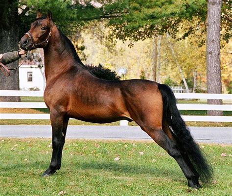 Morgan Horse Breed Information, History, Videos, Pictures