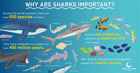 Why are sharks important? - Save Our Seas Foundation