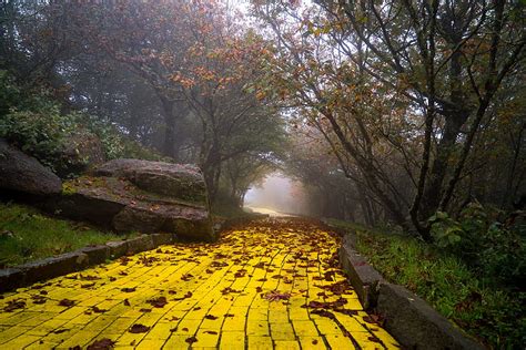 Failed 'Wizard of Oz' Theme Park Is Reopening This Summer, yellow brick road HD wallpaper | Pxfuel