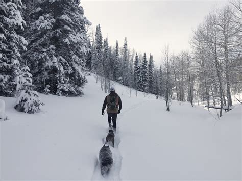 Snowshoeing in the Flat Tops Wilderness Area, Colorado. : CampingandHiking