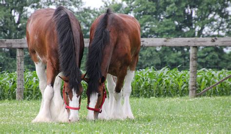 Clydesdale Horse Breed Profile - Helpful Horse Hints