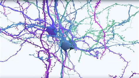 Scientists unveil brain wiring diagram with 200,000 cells and half a ...