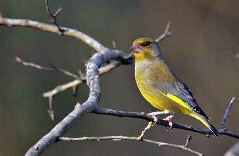 European Greenfinch - Aviculture Hub