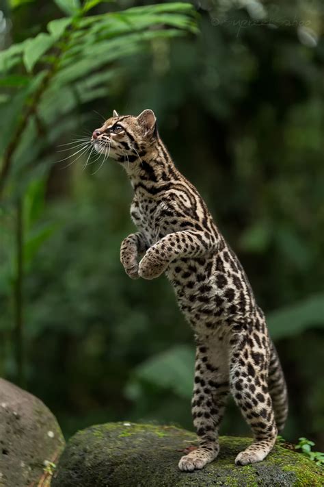 Margay: History, Facts, Size, Habitat, Classification & Much More - Animals Name