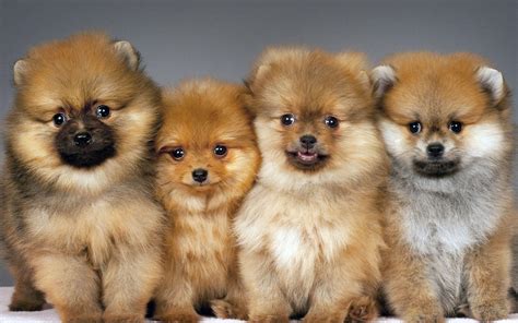 Pomeranian Wallpapers - Wallpaper Cave