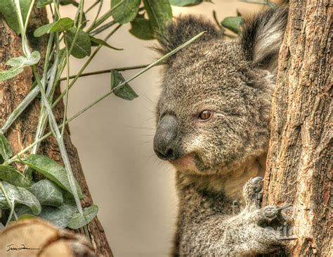 Angry Koala by Traci Law