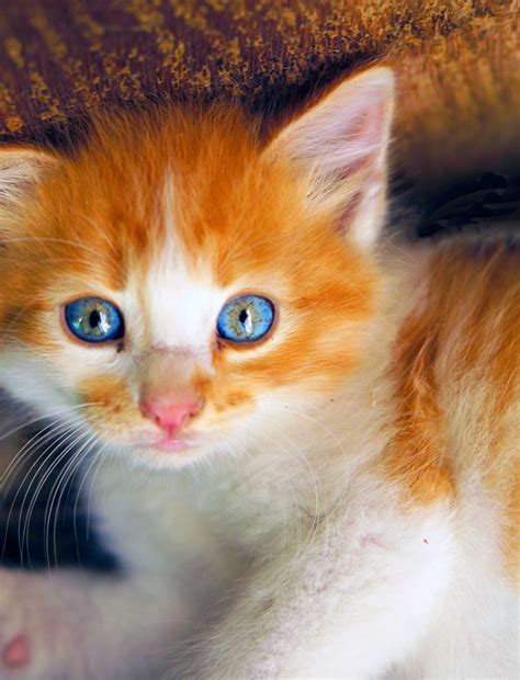 kitten with blue eyes - | Cute cats and kittens, Pretty cats, Kittens ...