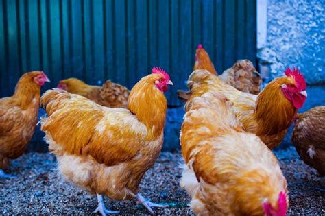 Premium Photo | Chicken on a farm Hen and Rooster