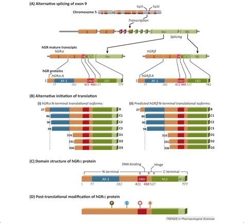 Glucocorticoid receptor signaling in health and disease: Trends in Pharmacological Sciences