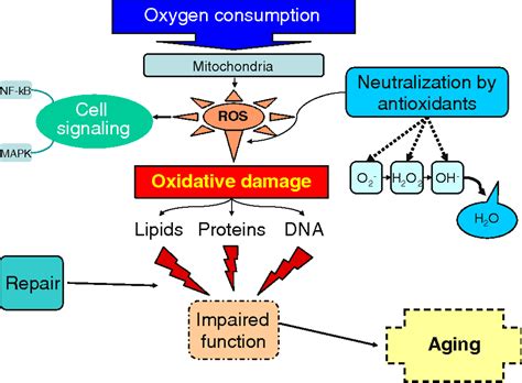 The oxidative stress theory of aging: embattled or invincible? Insights from non-traditional ...