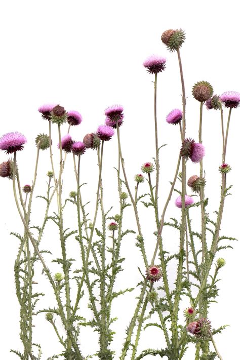 the annual musk thistle photo | STILL