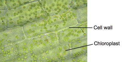 Elodea Cells Under A Microscope