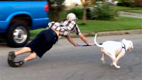 OLD DOG NEW FAILS | Dogs Failing Compilation - Fun and Fail