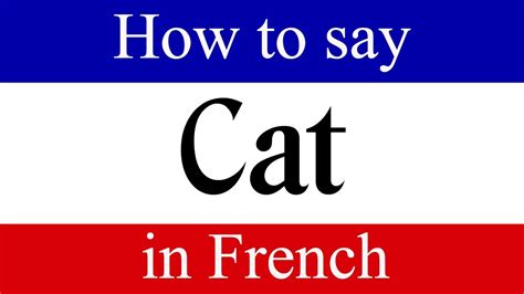 Learn French | How To Say "Cat" in French | French Language Lessons ...